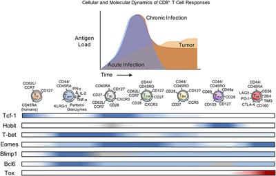 Striking a Balance—Cellular and Molecular Drivers of Memory T Cell Development and Responses to Chronic Stimulation